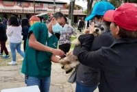 Continúa vacunación antirrábica canina en San Cristóbal 