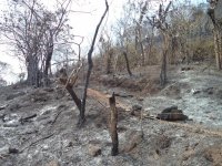 Detiene Fiscalía a otra persona por provocar incendio en Chiapas