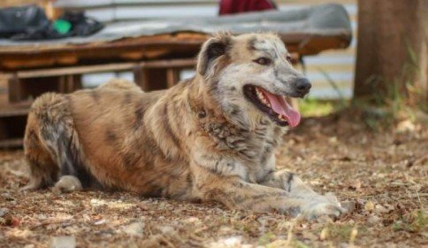 Alrededor de 3 mil perros callejeros en las calles de San Cristóbal
