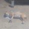 Alerta en barrio de Tlaxcala, vecinos denuncian envenenamiento masivo de perros