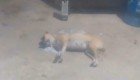 Alerta en barrio de Tlaxcala, vecinos denuncian envenenamiento masivo de perros