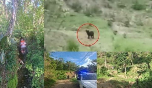 Observan huellas de felinos en inmediaciones de escuelas en Bochil