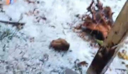 Granizada y fuertes lluvias sorprenden a Zinacantán