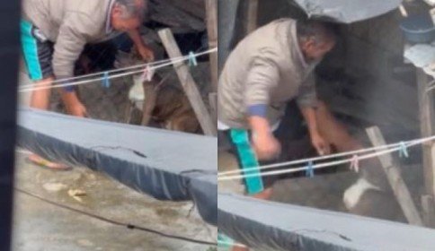 Denuncian maltrato animal en Comitán de Domínguez