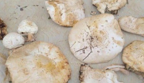 Consumo de hongos puede provocar daño hepático, coma y hasta la muerte