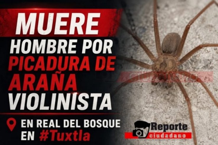 Muere hombre en Real del Bosque por picadura de ara&ntilde;a violinista