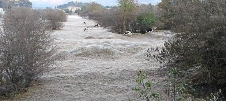Autoridades de SCLC piden resguardar animales y alertan por riesgo de incendios ante heladas