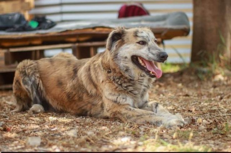 Alrededor de 3 mil perros callejeros en las calles de San Crist&oacute;bal