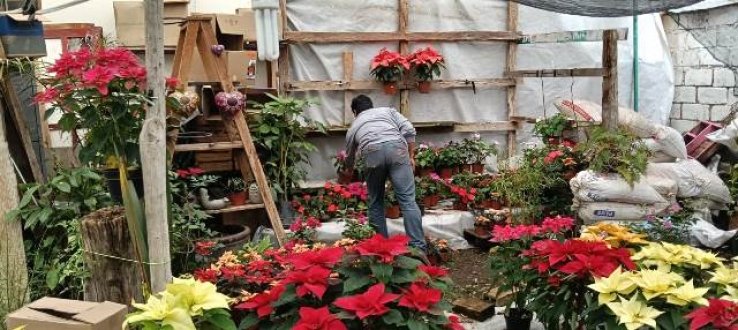 La Flor de Nochebuena a la venta en invernaderos de San Crist&oacute;bal