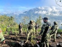 Incinera 4 plant&iacute;os con m&aacute;s de 24 mil plantas de marihuana, en San Tiago El Pinar