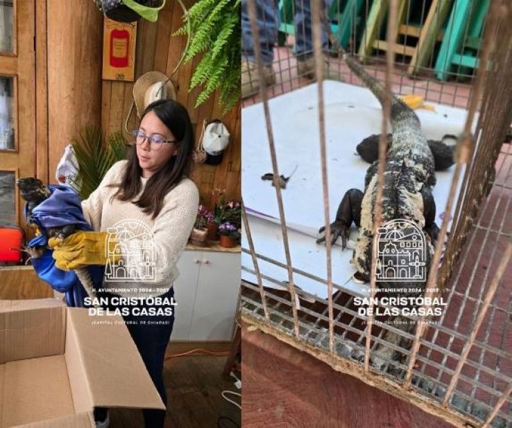 Autoridades de SCLC resguardan iguana negra y la canalizan a Profepa