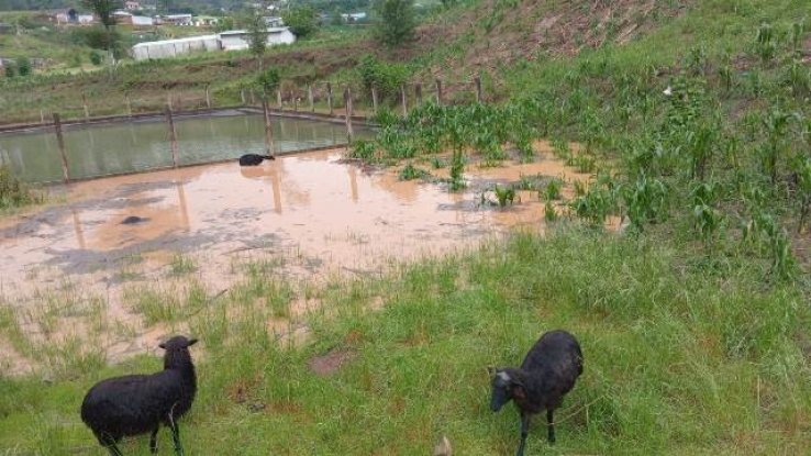 Fuertes lluvias provocan inundaciones y p&eacute;rdida de ganado ovino, en Chamula