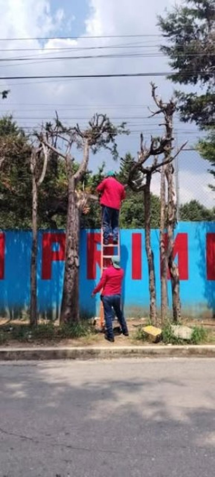 Atienden la Direcci&oacute;n de Ecolog&iacute;a de manera inmediata, ca&iacute;da de &aacute;rbol en escuela del barrio de Mar&iacute;a Auxiliadora