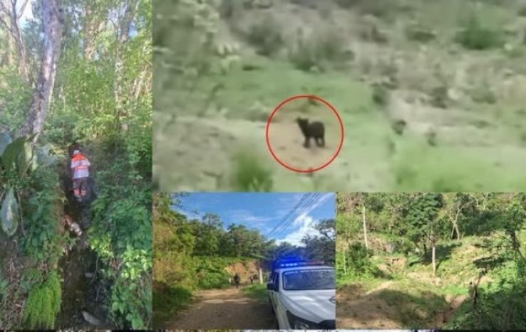 Observan huellas de felinos en inmediaciones de escuelas en Bochil