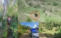 Observan huellas de felinos en inmediaciones de escuelas en Bochil