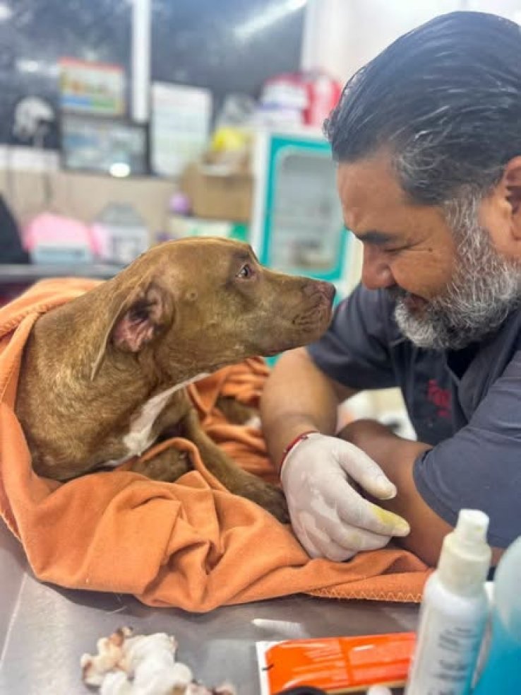 CECAM brinda atenci&oacute;n m&eacute;dica a canino rescatado tras incidente vial en San Crist&oacute;bal