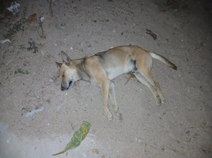 Denuncias de envenenamiento de perros no debe quedar solo en redes sociales