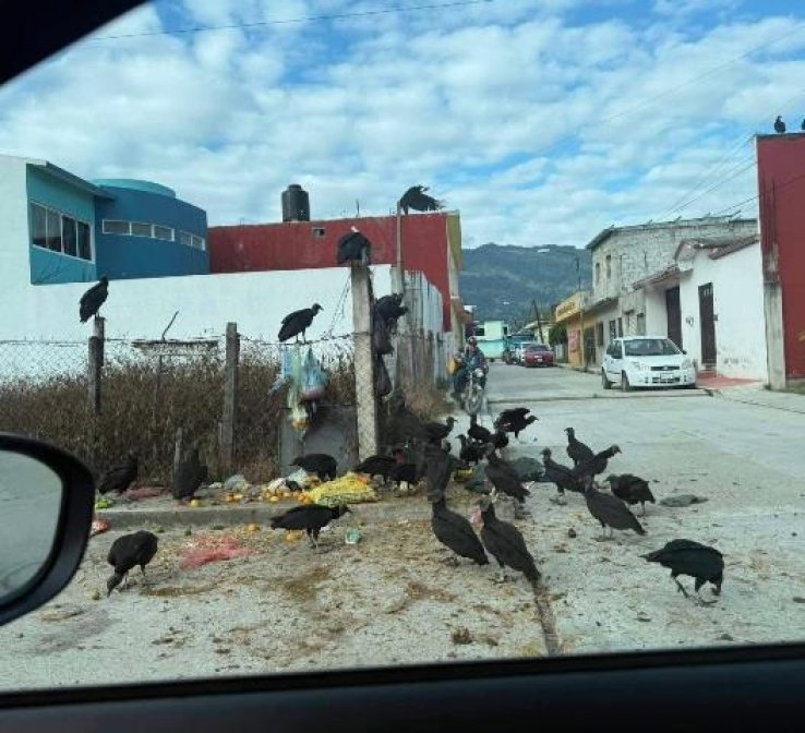 Insalubridad en Ocosingo por desperdicios de carnes dejado en las calles