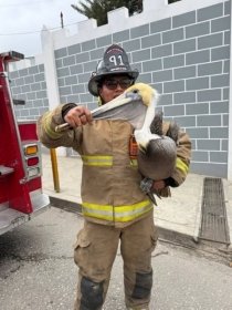 Bomberos rescatan a pel&iacute;cano en La Garita, en SCLC