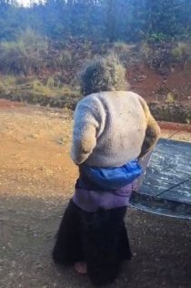 Despu&eacute;s de 24 horas extraviada, localizan con vida a adulta mayor en Chamula